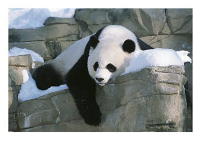 National-Zoo-Panda